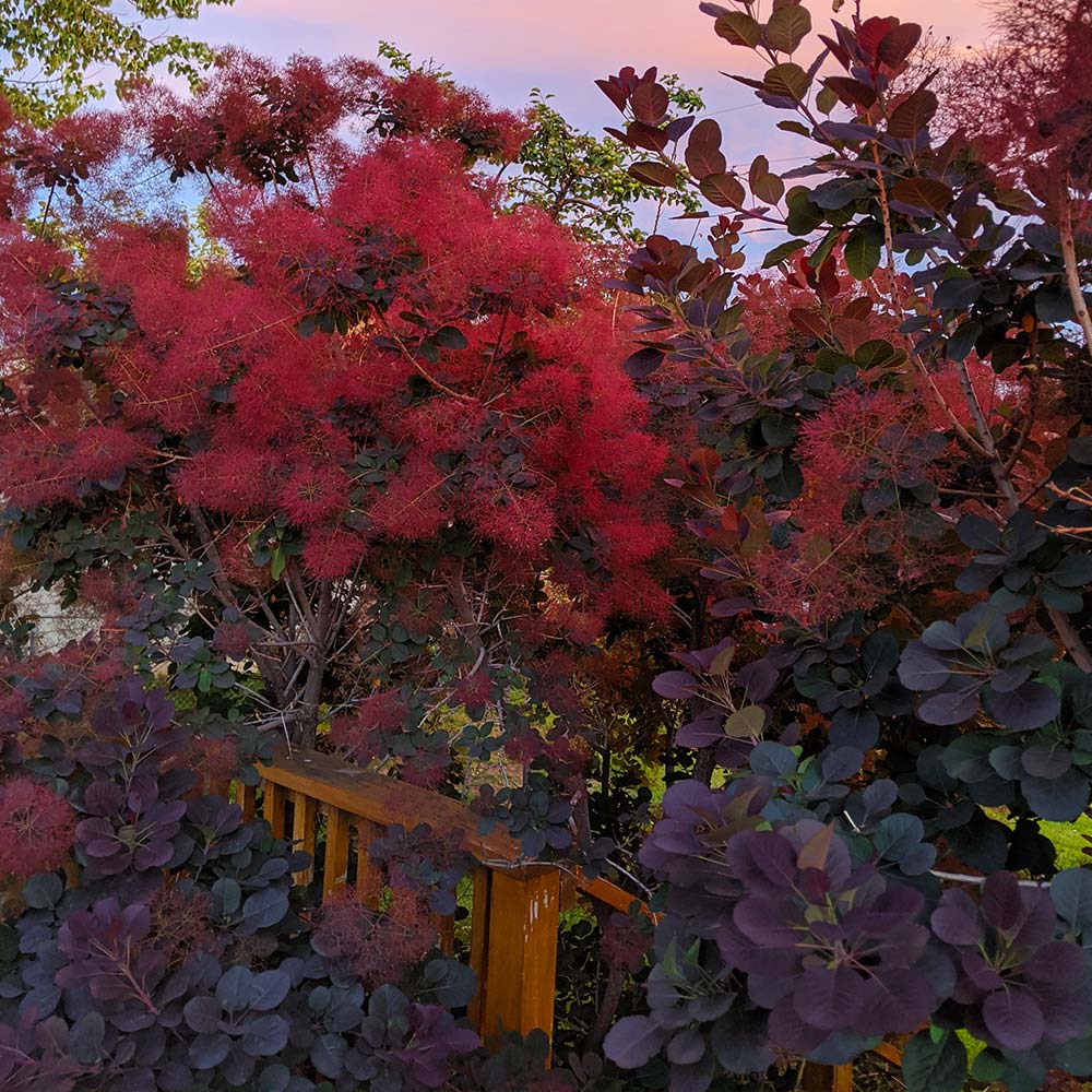 Royal Purple Smoke Bush - Image 5