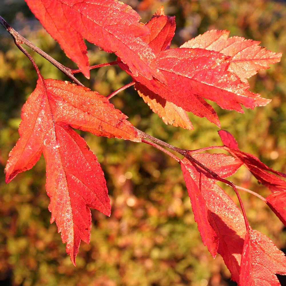 Royal Raindrops® Crabapple Tree - Image 6