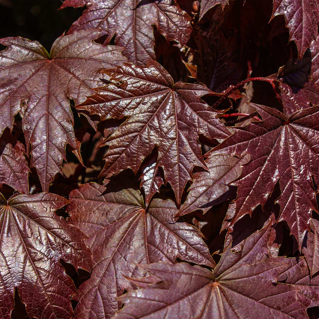 Royal Red Norway Maple Tree - Image 2