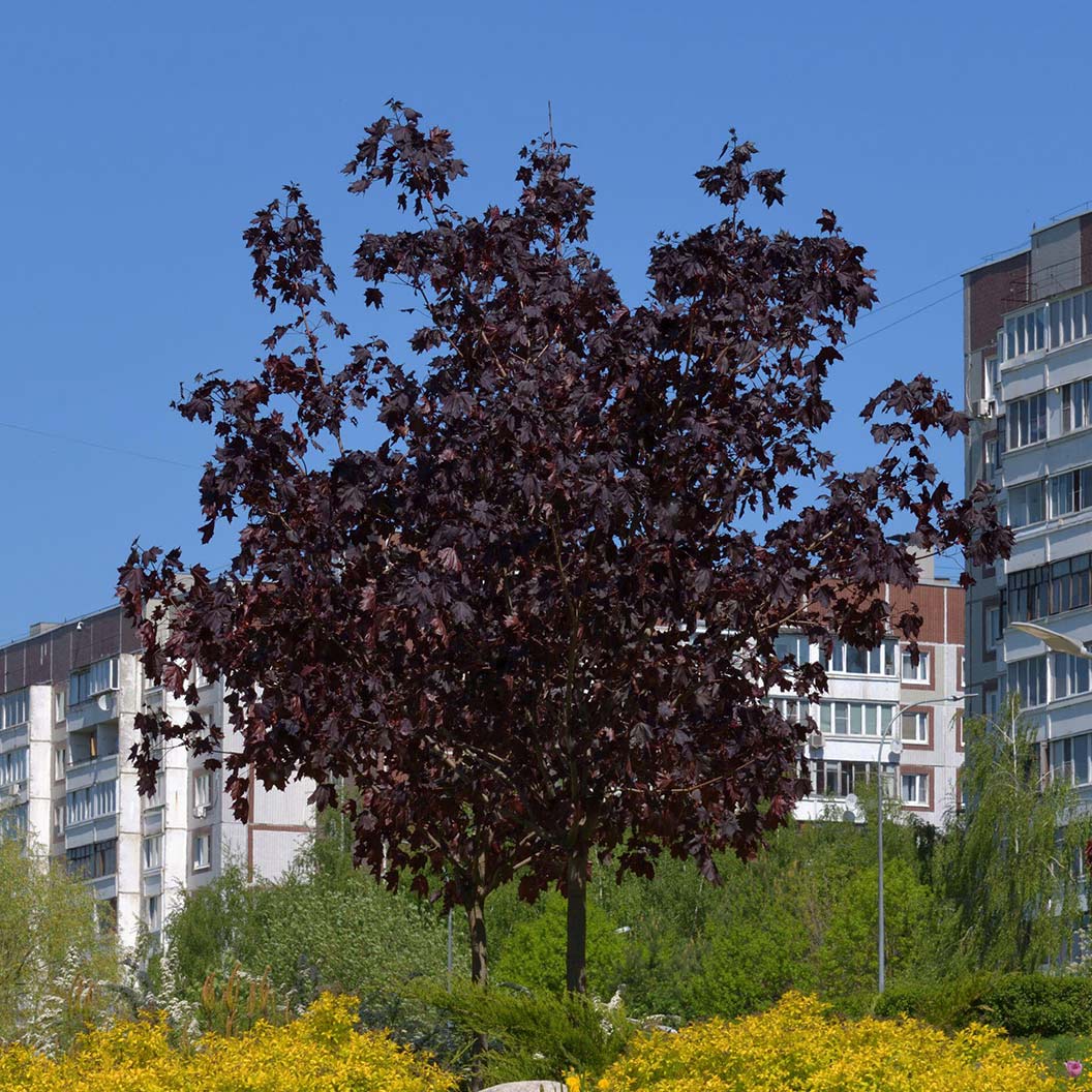 Royal Red Norway Maple Tree - Image 3
