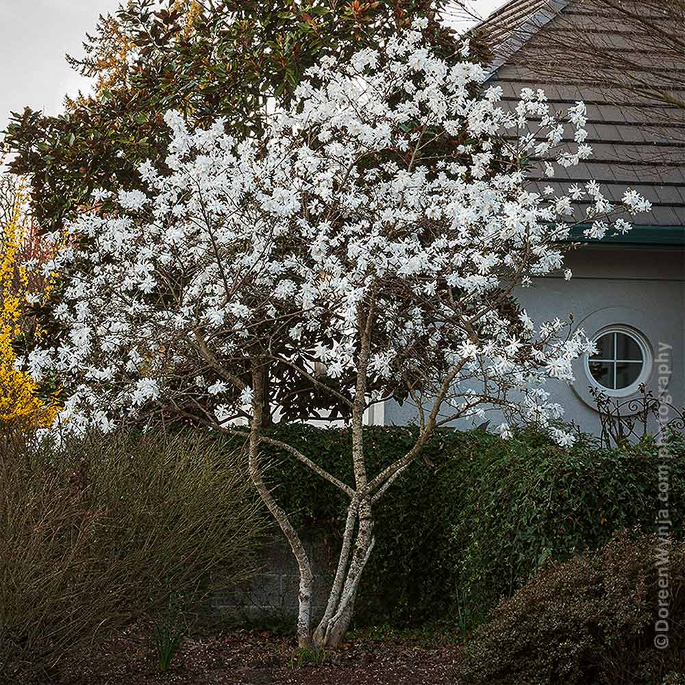 Royal Star Magnolia Tree - Image 3