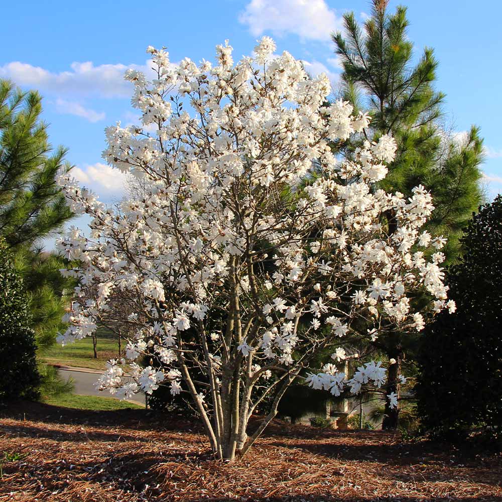 Royal Star Magnolia Tree - Image 4