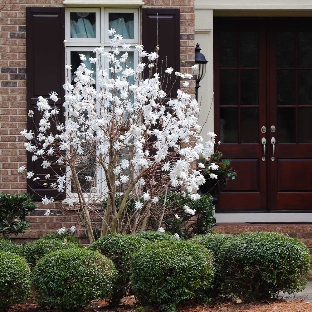 Royal Star Magnolia Tree - Image 5