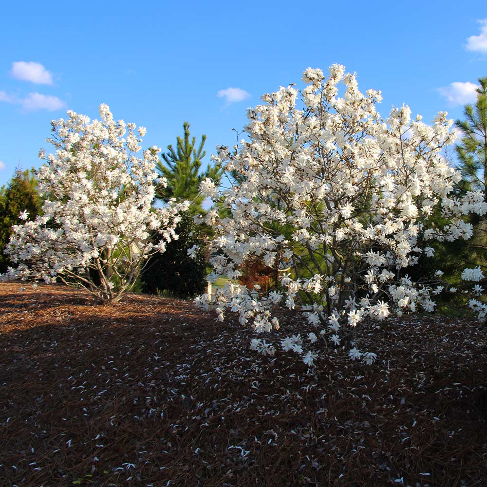 Royal Star Magnolia Tree - Image 6