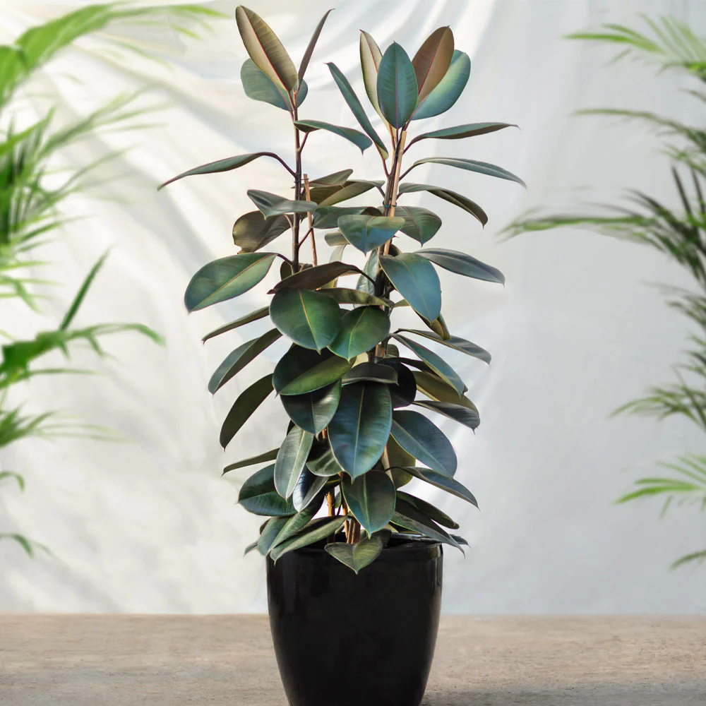 Rubber Plant (Ficus) - Image 3