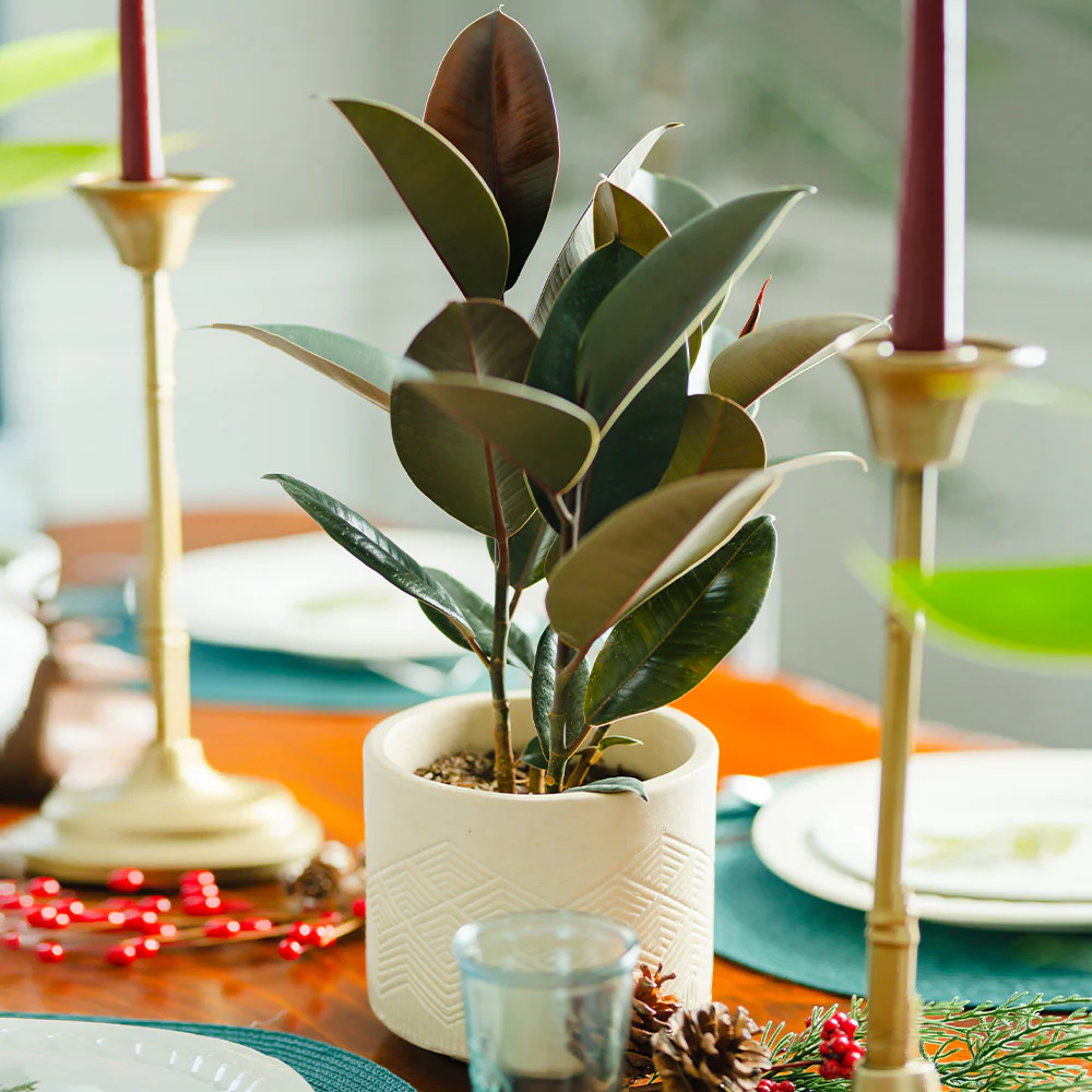 Rubber Plant (Ficus) - Image 4