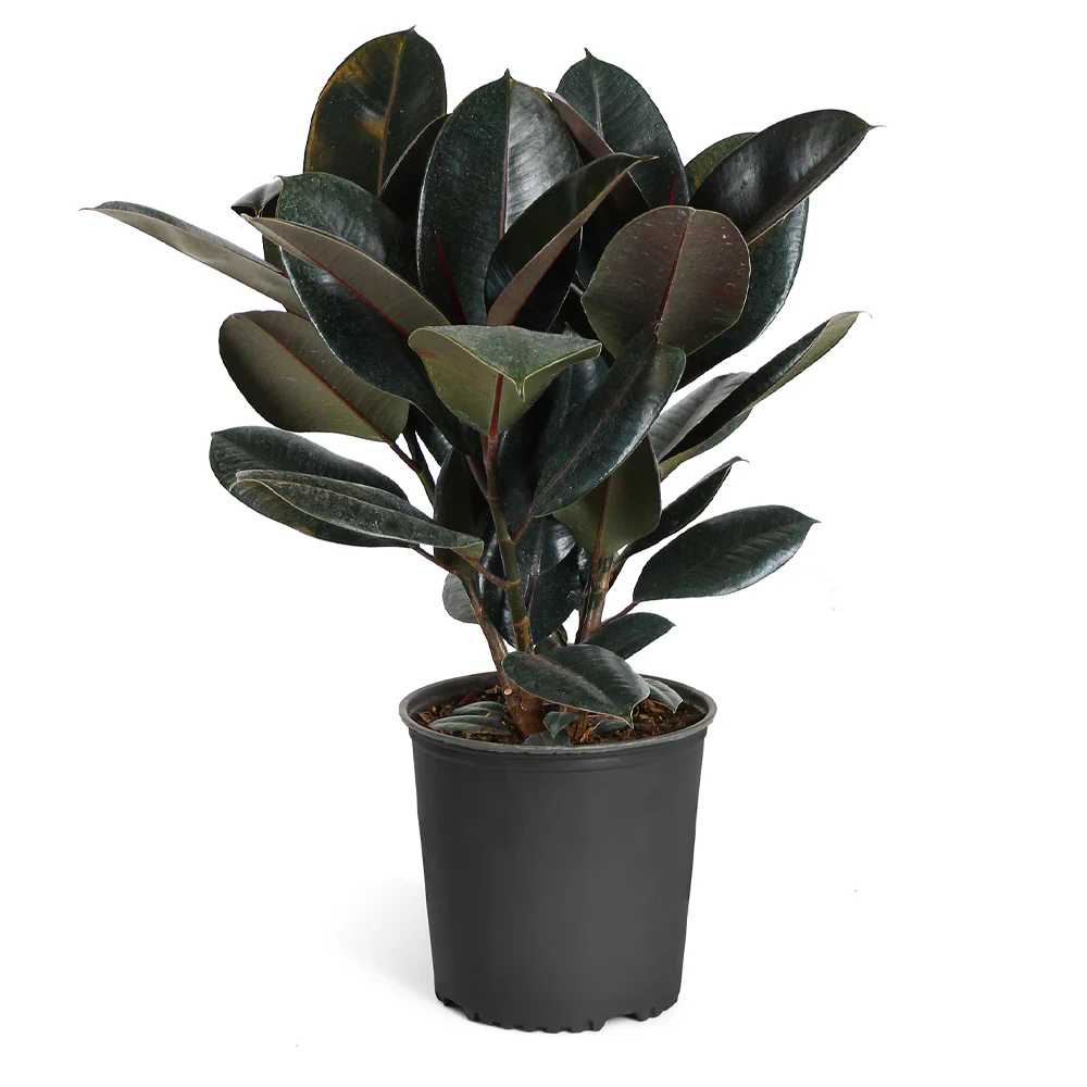Rubber Plant (Ficus) - Image 5