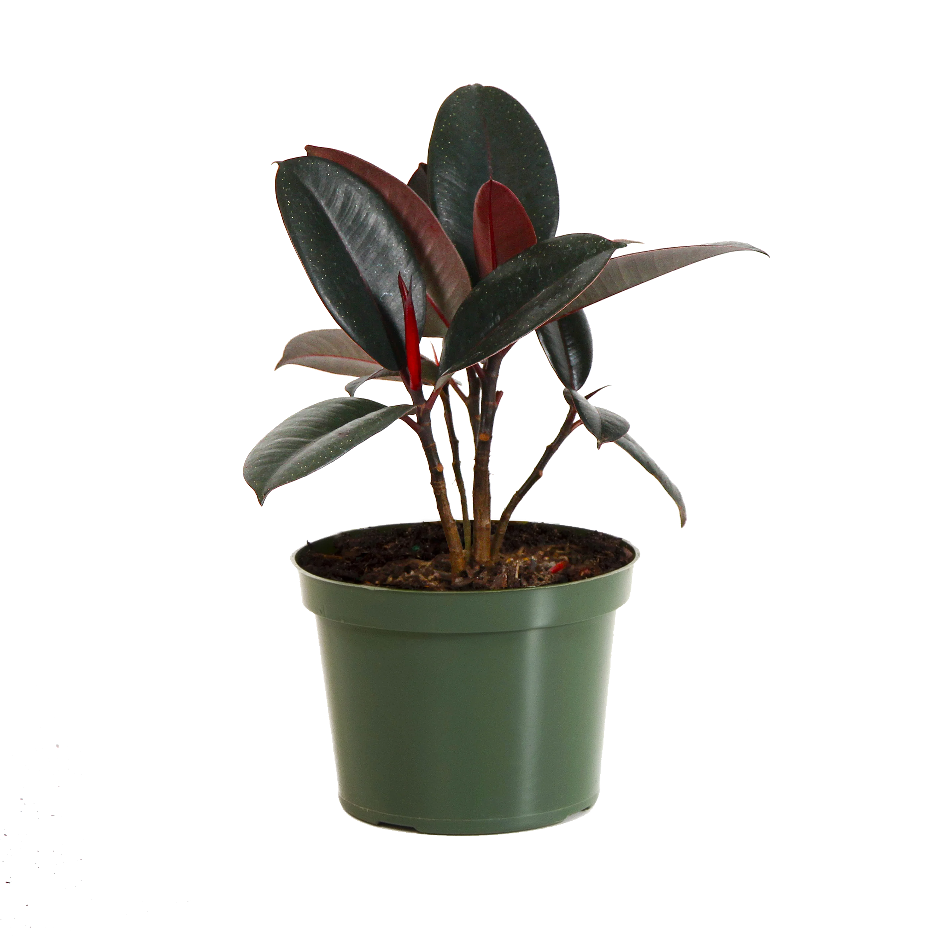 Rubber Plant (Ficus) - Image 6