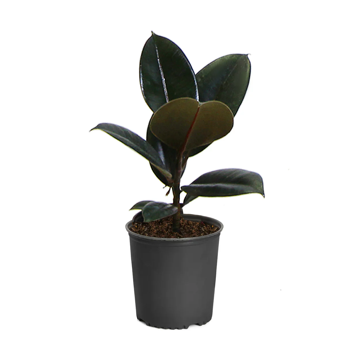 Rubber Plant (Ficus) - Image 7