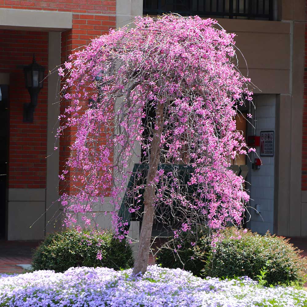 Ruby Falls Weeping Redbud Tree - Image 3