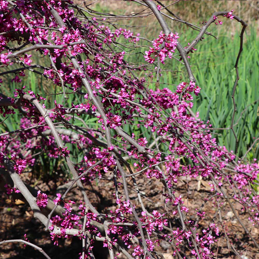 Ruby Falls Weeping Redbud Tree - Image 5