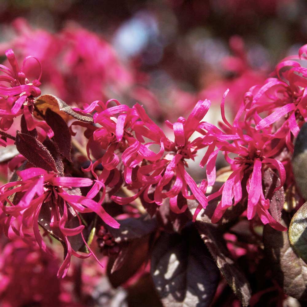 Ruby Loropetalum - Image 4