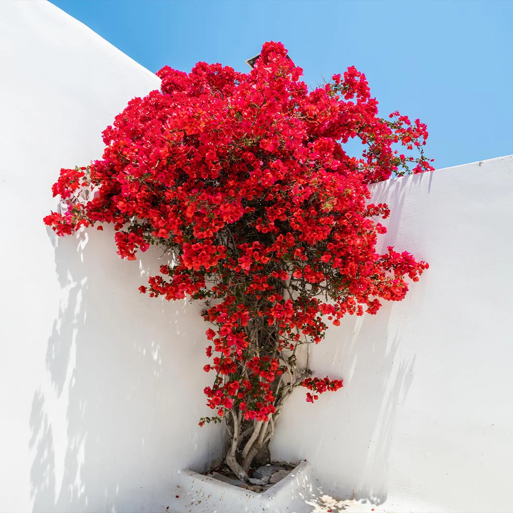 Ruby Red Bougainvillea - Image 2