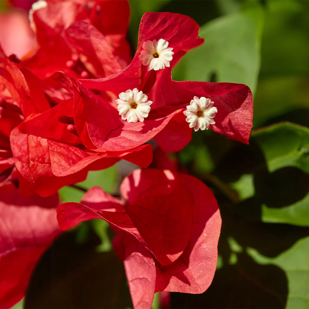 Ruby Red Bougainvillea - Image 3