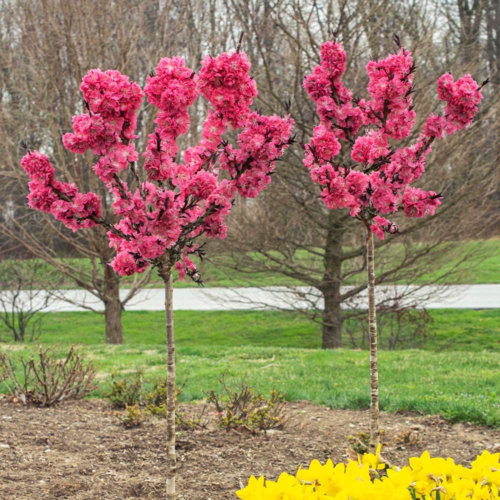 Ruby Ruffle™ Patio Peach Tree - Image 2