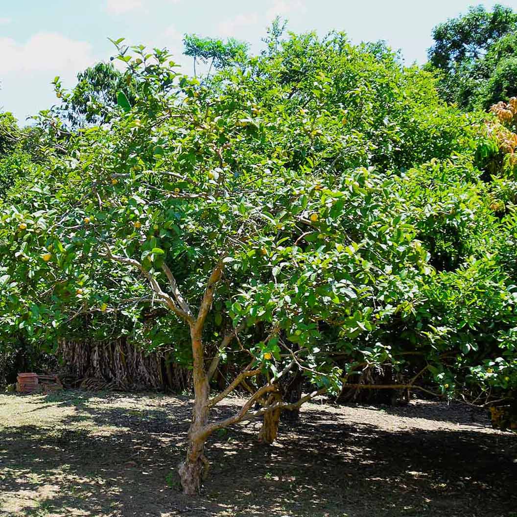 Ruby Supreme Guava Tree - Image 3