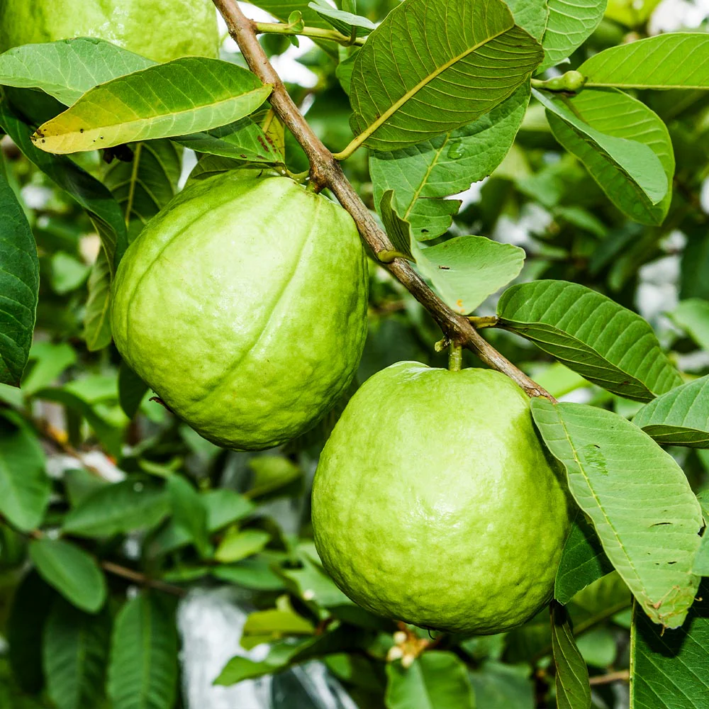 Ruby Supreme Guava Tree - Image 4