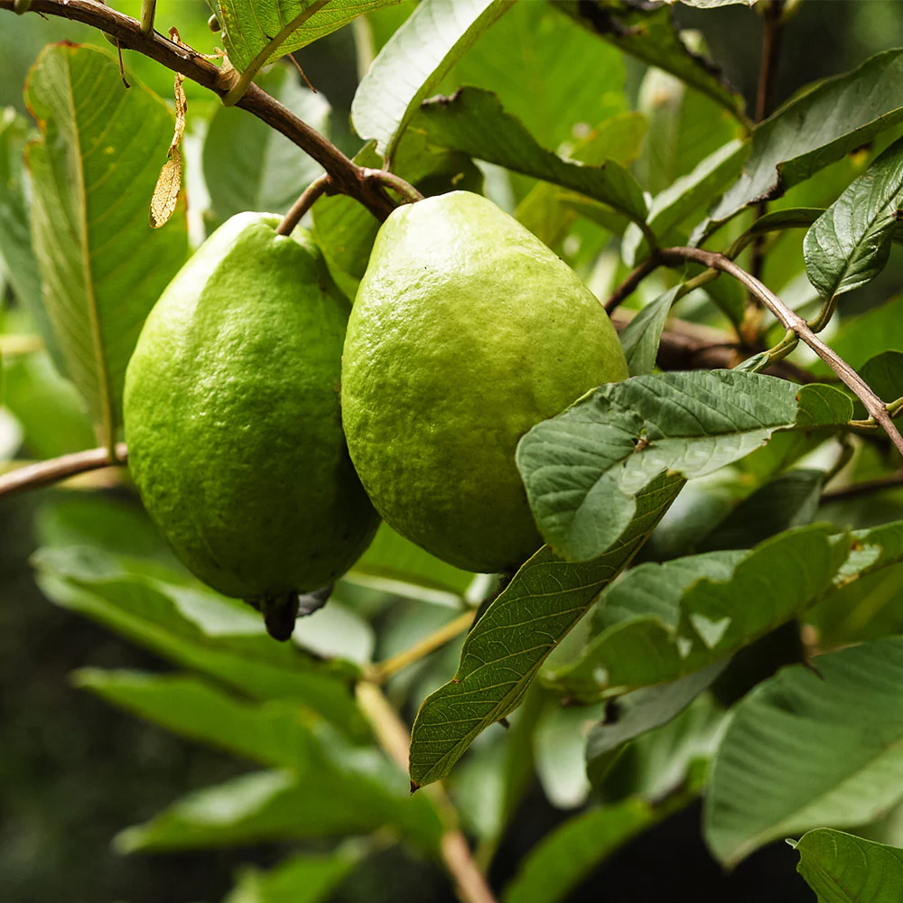 Ruby Supreme Guava Tree - Image 6