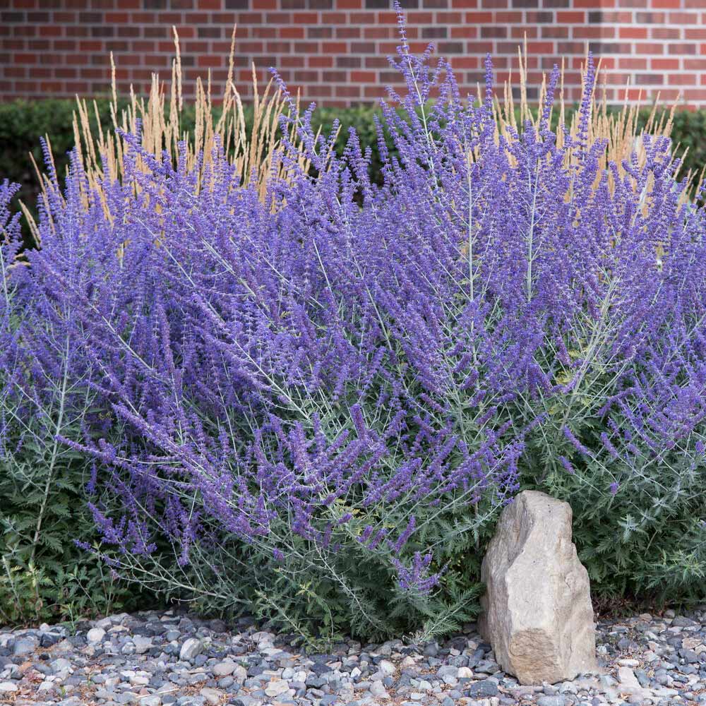 Russian Sage - Image 2