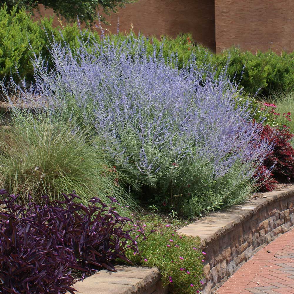Russian Sage - Image 3