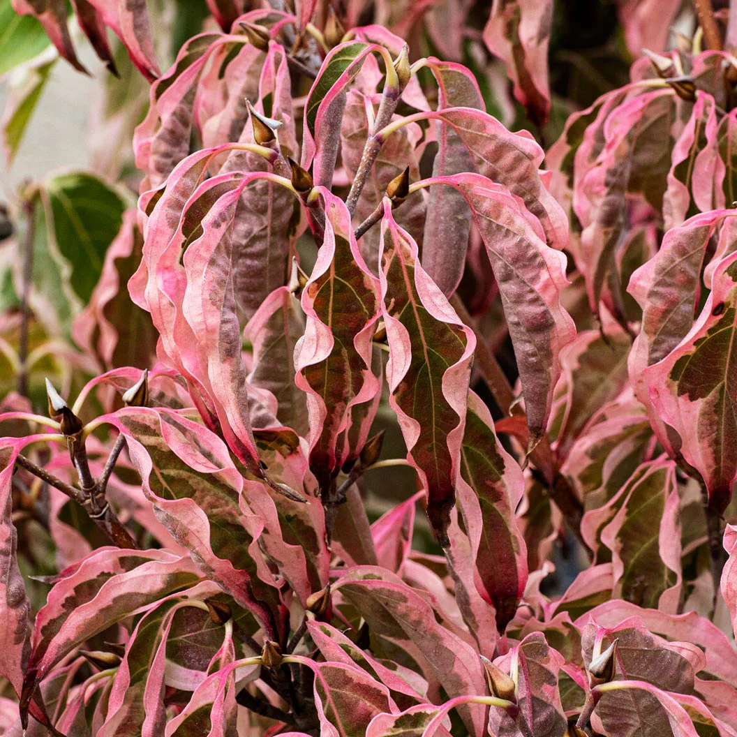 Samaritan® Dogwood Tree - Image 3