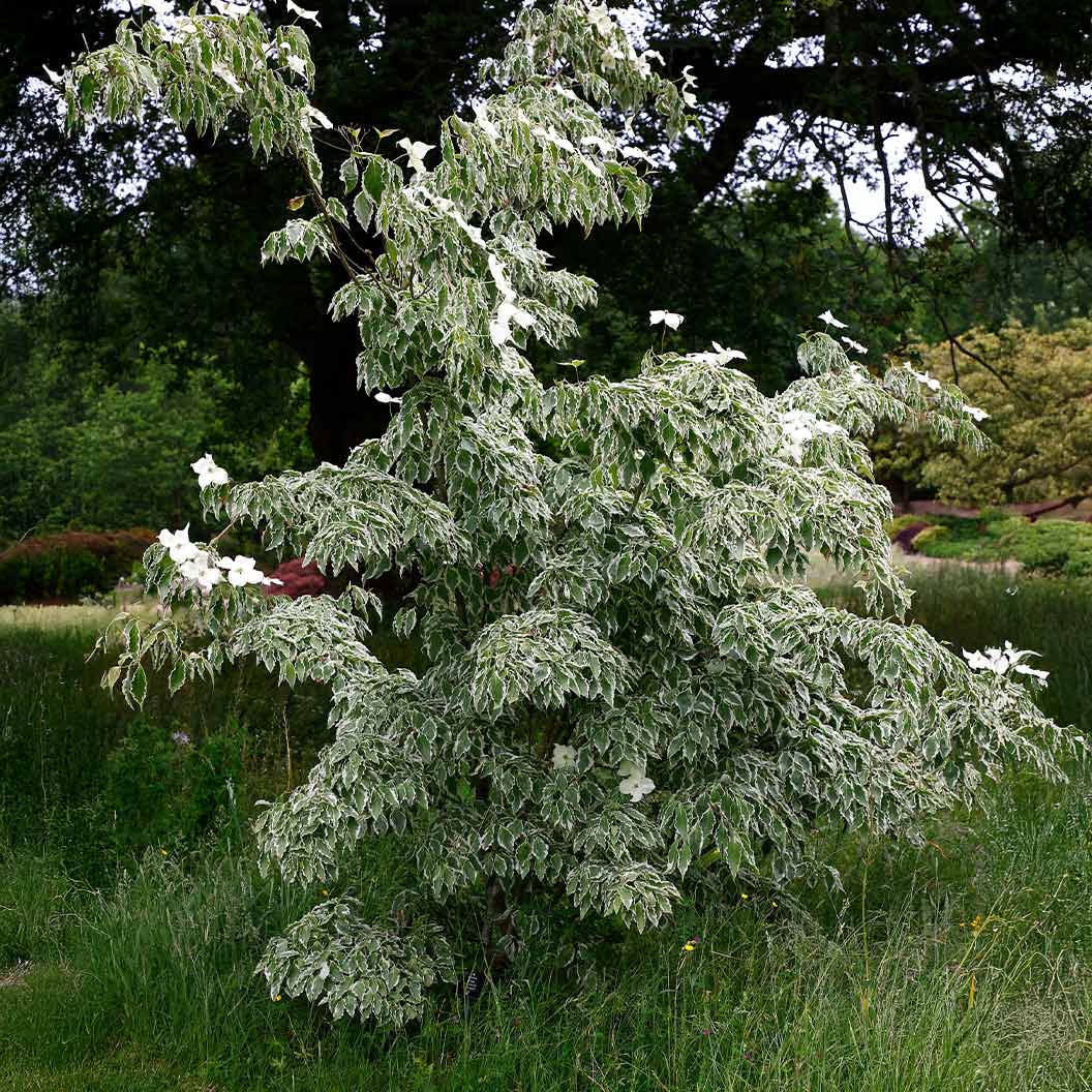 Samaritan® Dogwood Tree - Image 4