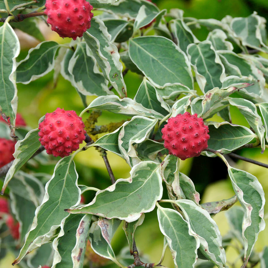 Samaritan® Dogwood Tree - Image 5