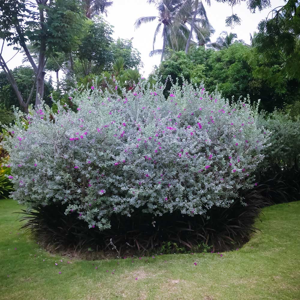 San Antonio Rose Texas Sage Plant - Image 3