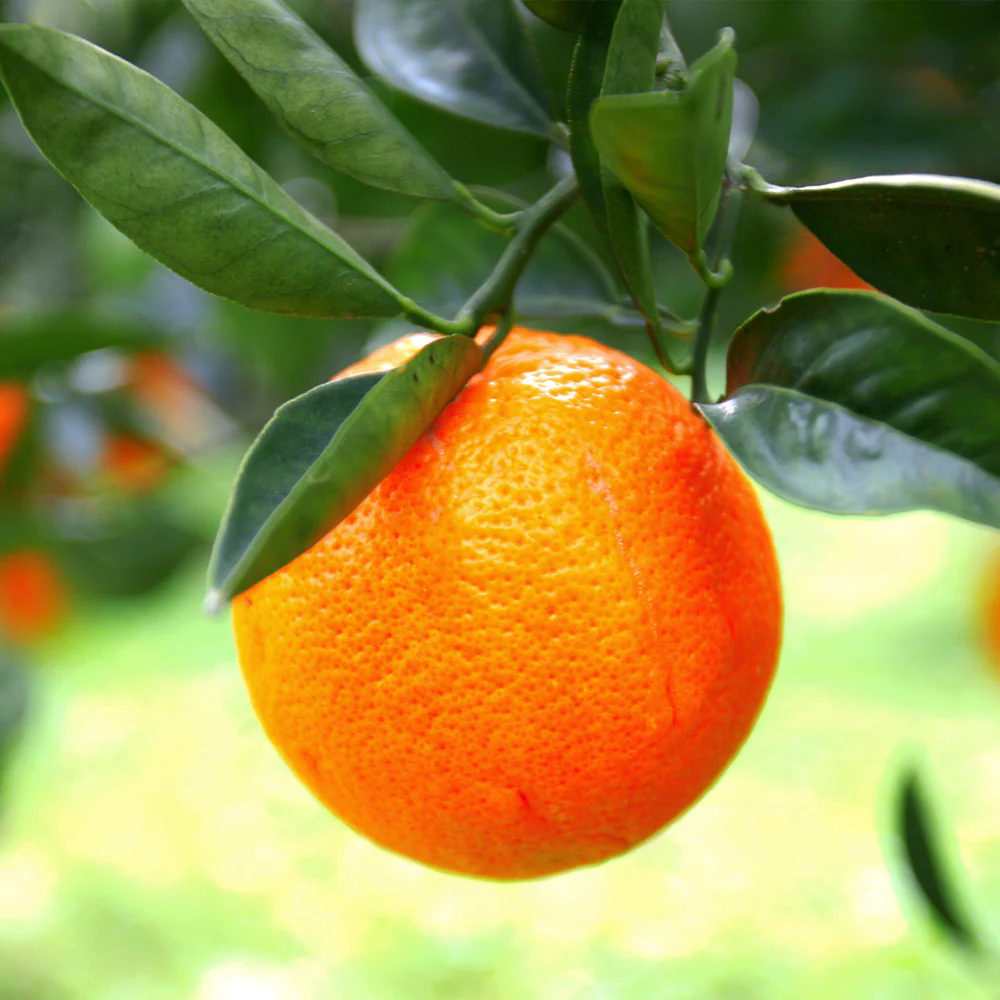 Sanguinelli Semi-Dwarf Blood Orange Tree - Image 3
