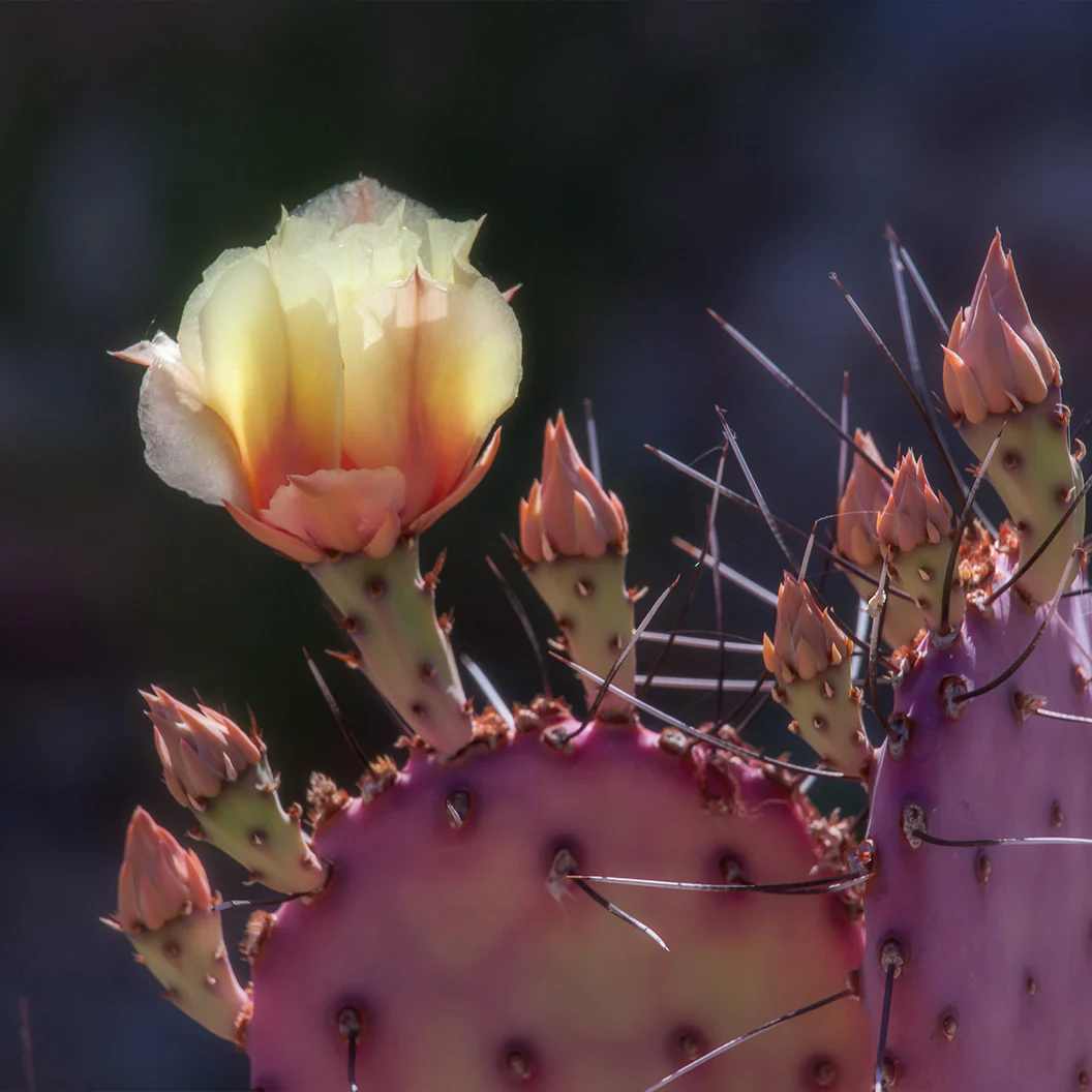 Santa Rita Prickly Pear Cactus Shrub - Image 2