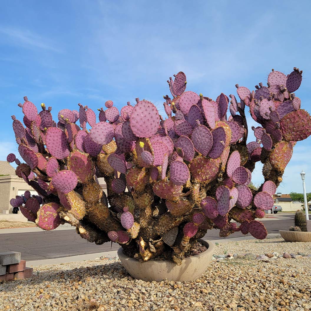 Santa Rita Prickly Pear Cactus Shrub - Image 3