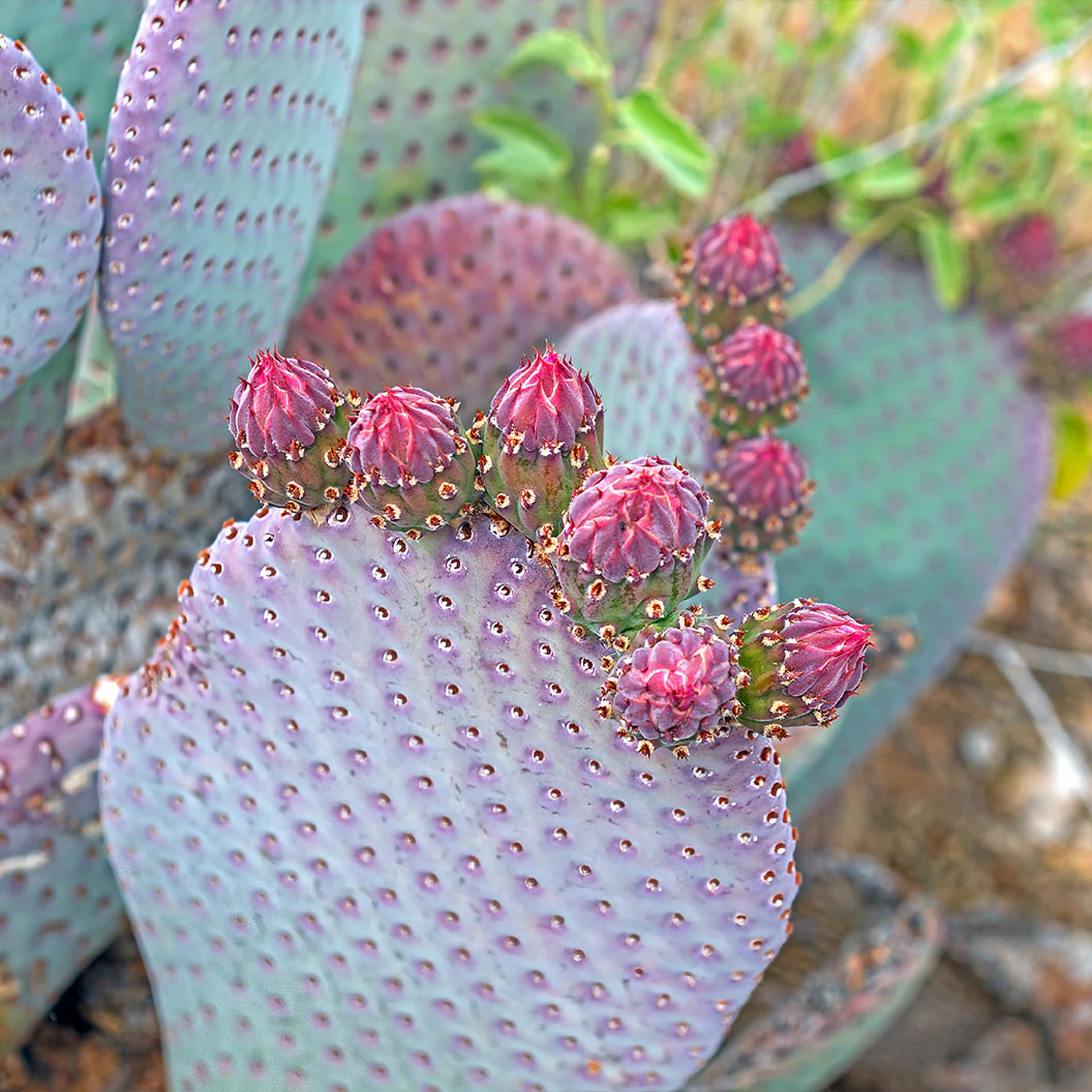 Santa Rita Prickly Pear Cactus Shrub - Image 4