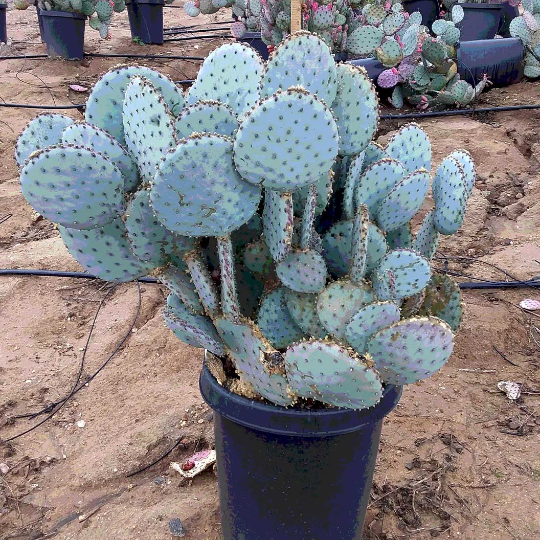 Santa Rita Prickly Pear Cactus Shrub - Image 5