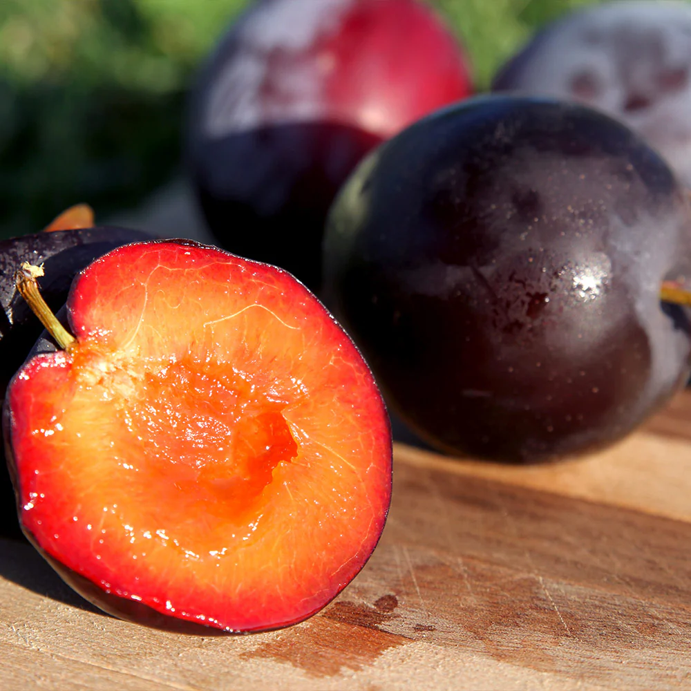 Santa Rosa Plum Tree - Image 3