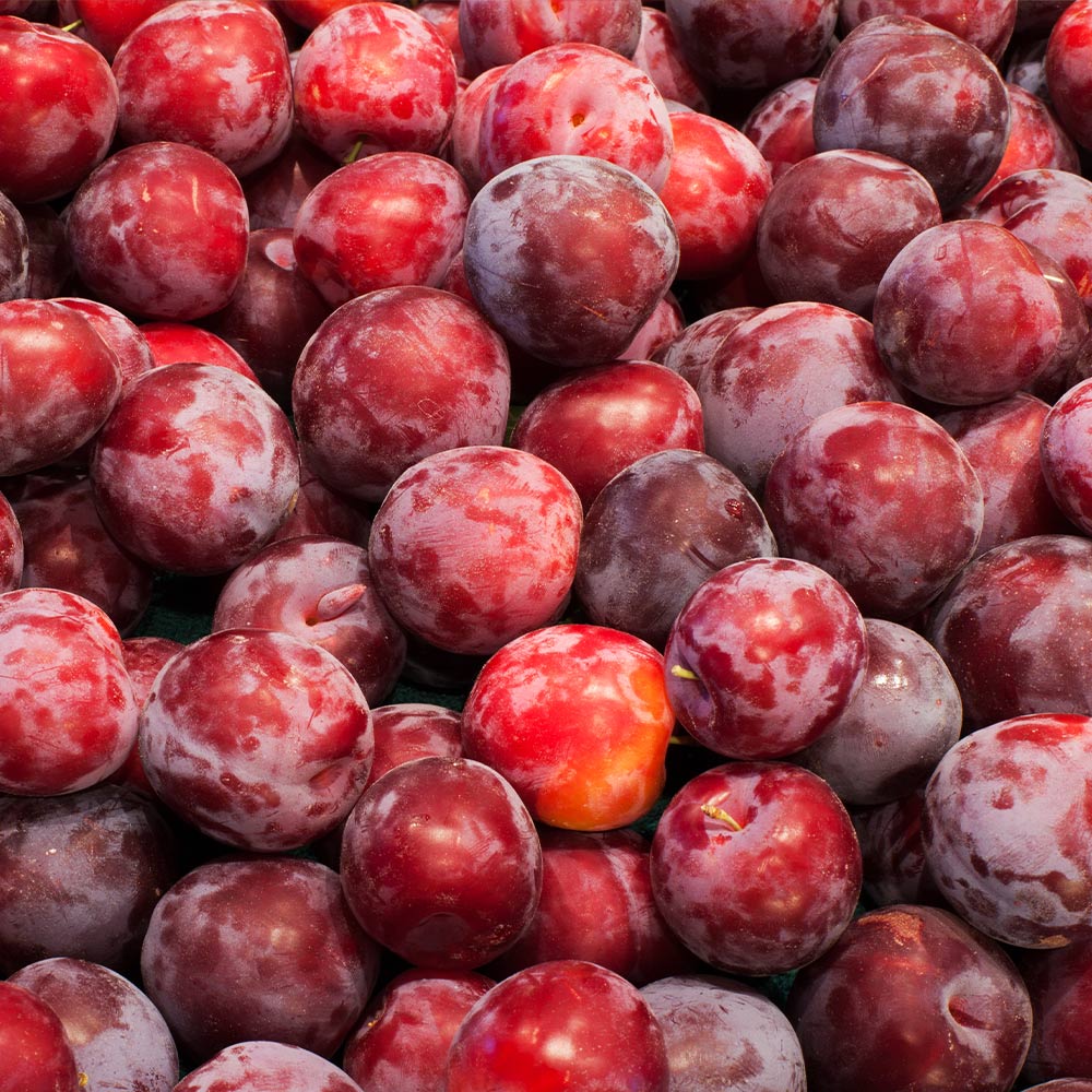 Santa Rosa Plum Tree - Image 5