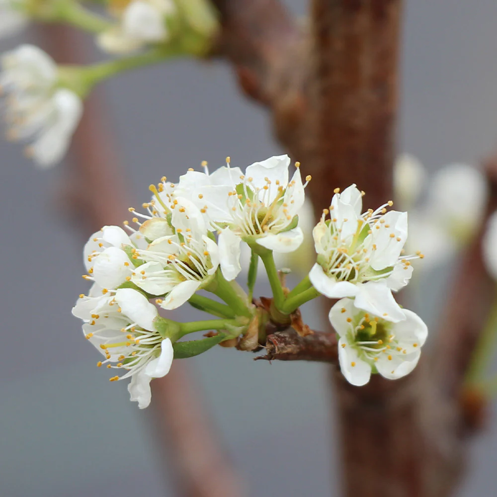 Santa Rosa Plum Tree - Image 6