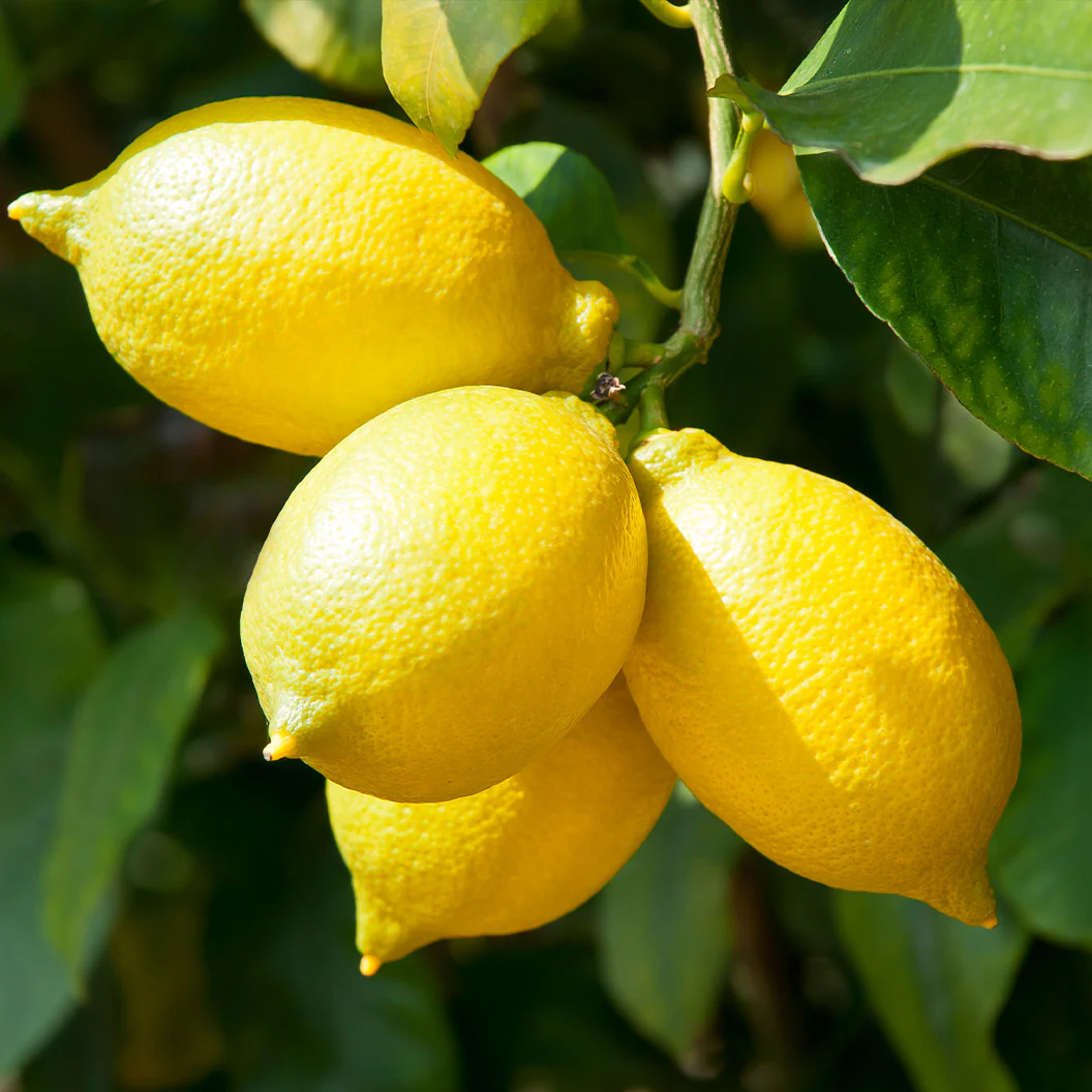 Santa Teresa Lemon Tree - Image 2