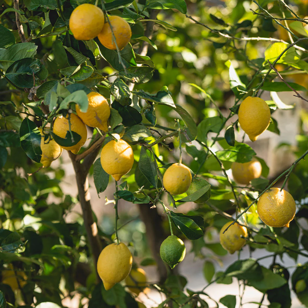 Santa Teresa Lemon Tree - Image 3