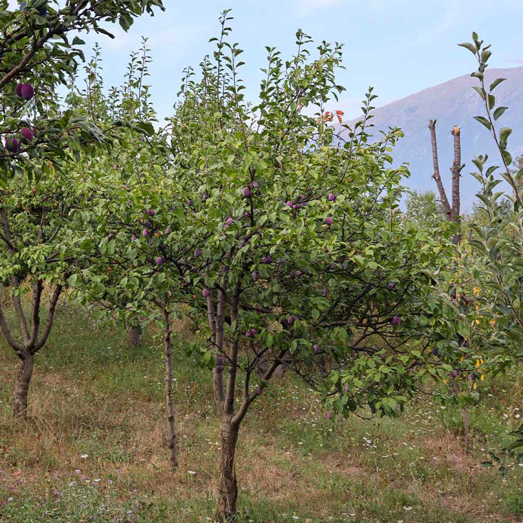 Santa Rosa Plum Tree - Image 3