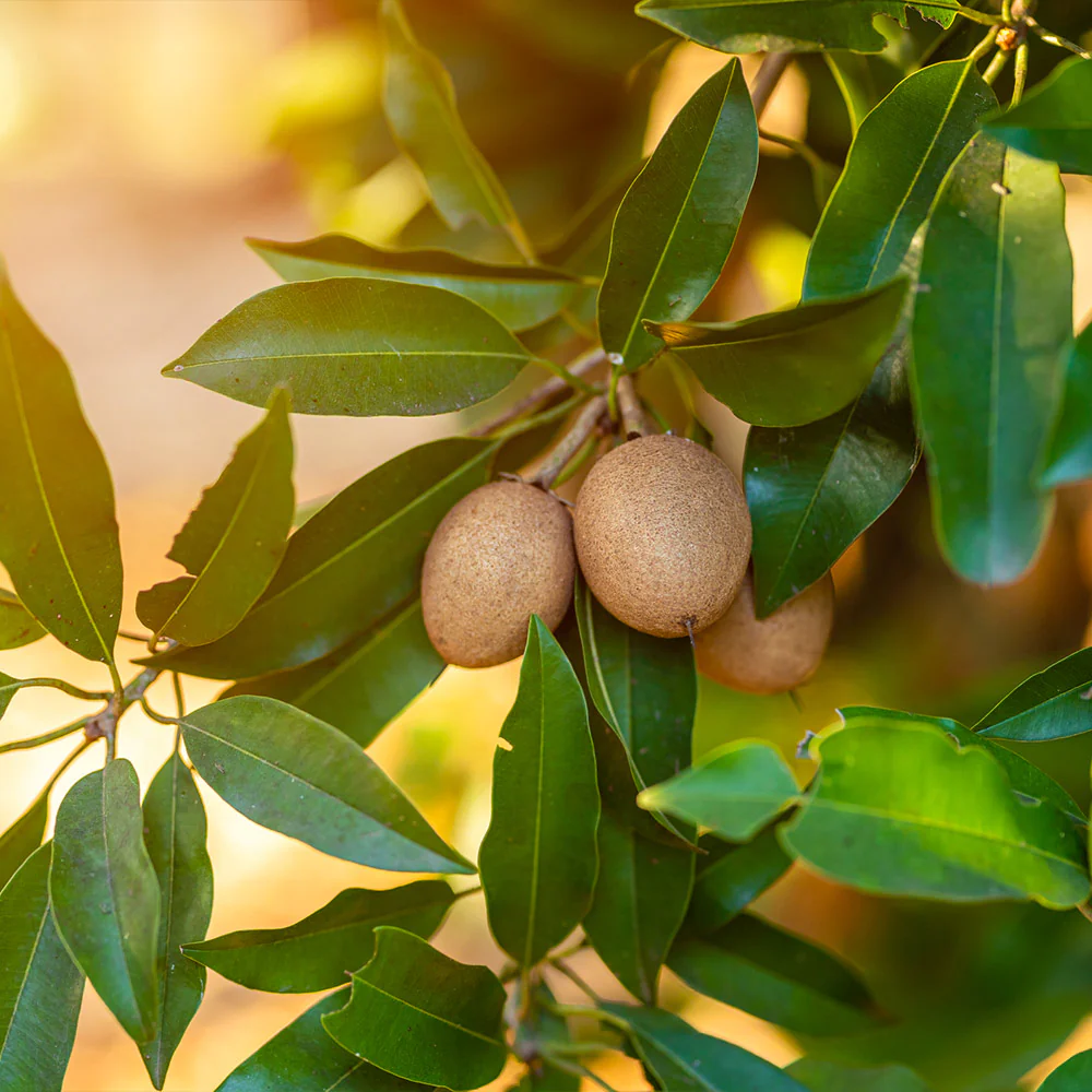 Sapodilla Tree - Image 2