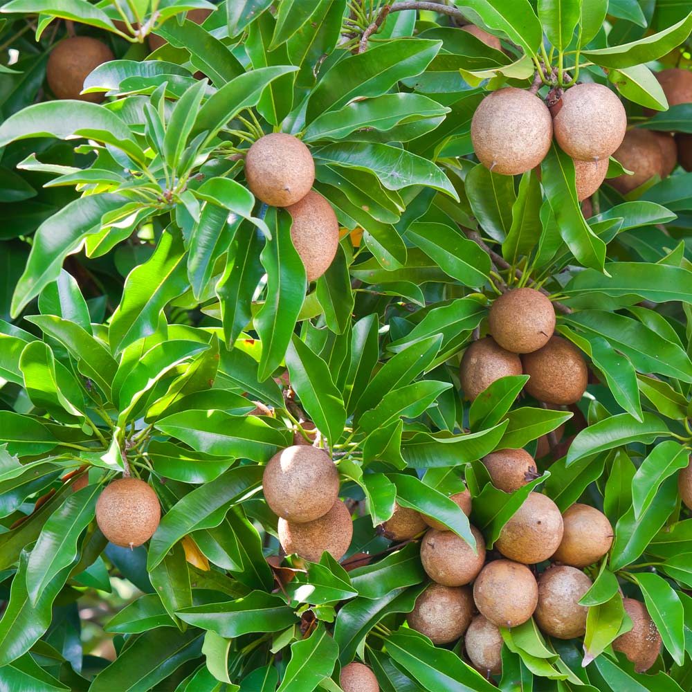 Sapodilla Tree - Image 3