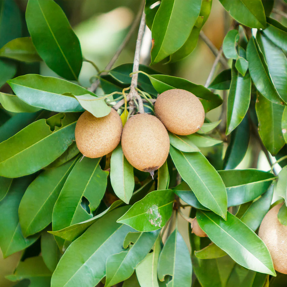 Sapodilla Tree - Image 4