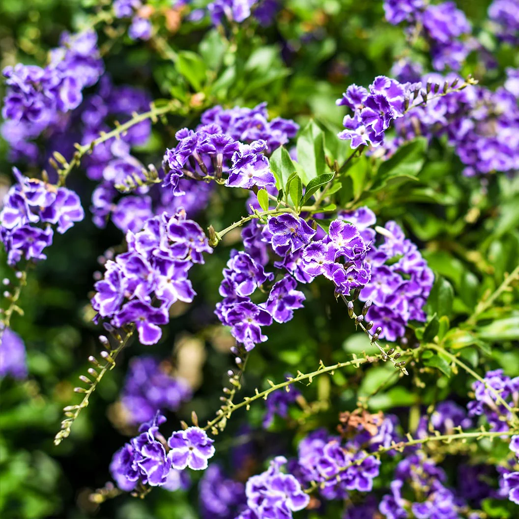 Sapphire Showers Duranta - Image 2