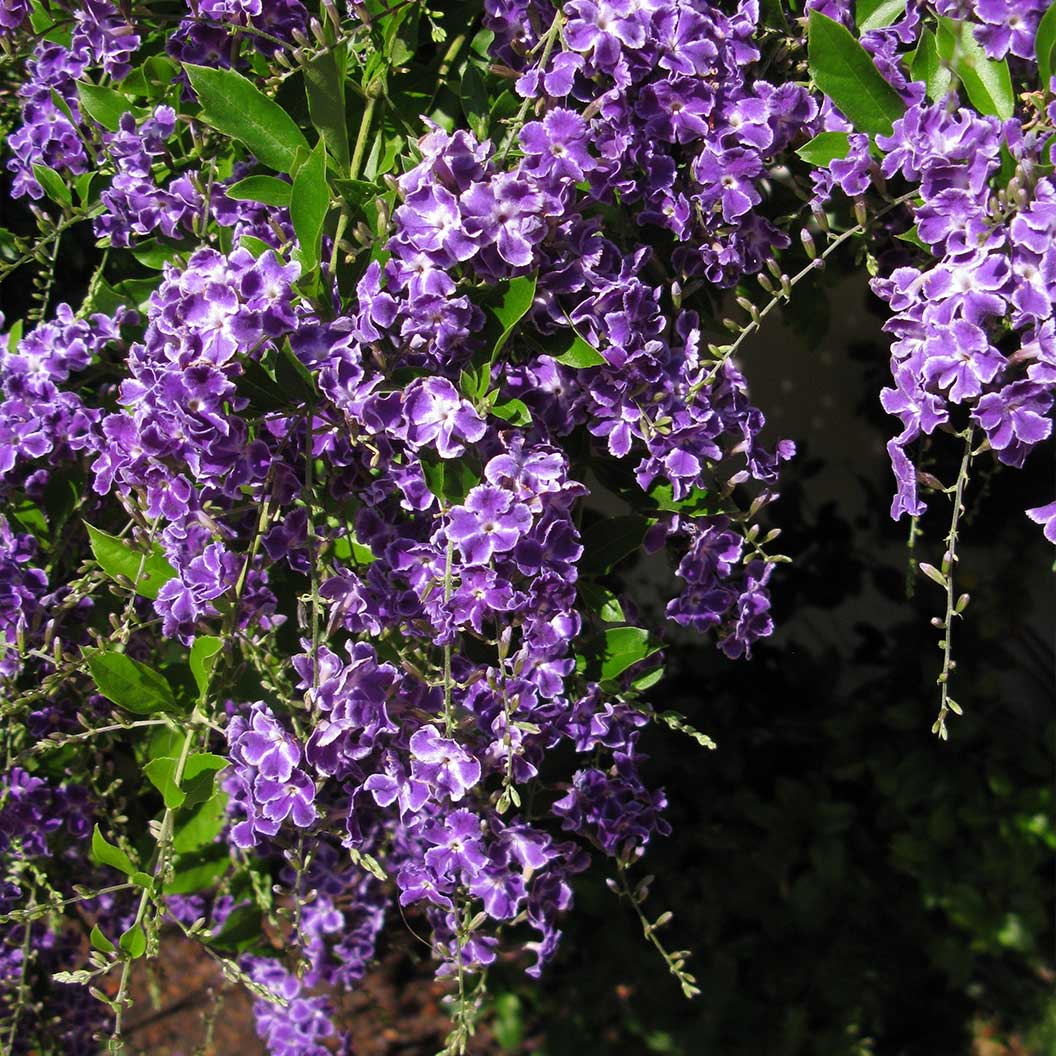Sapphire Showers Duranta - Image 3