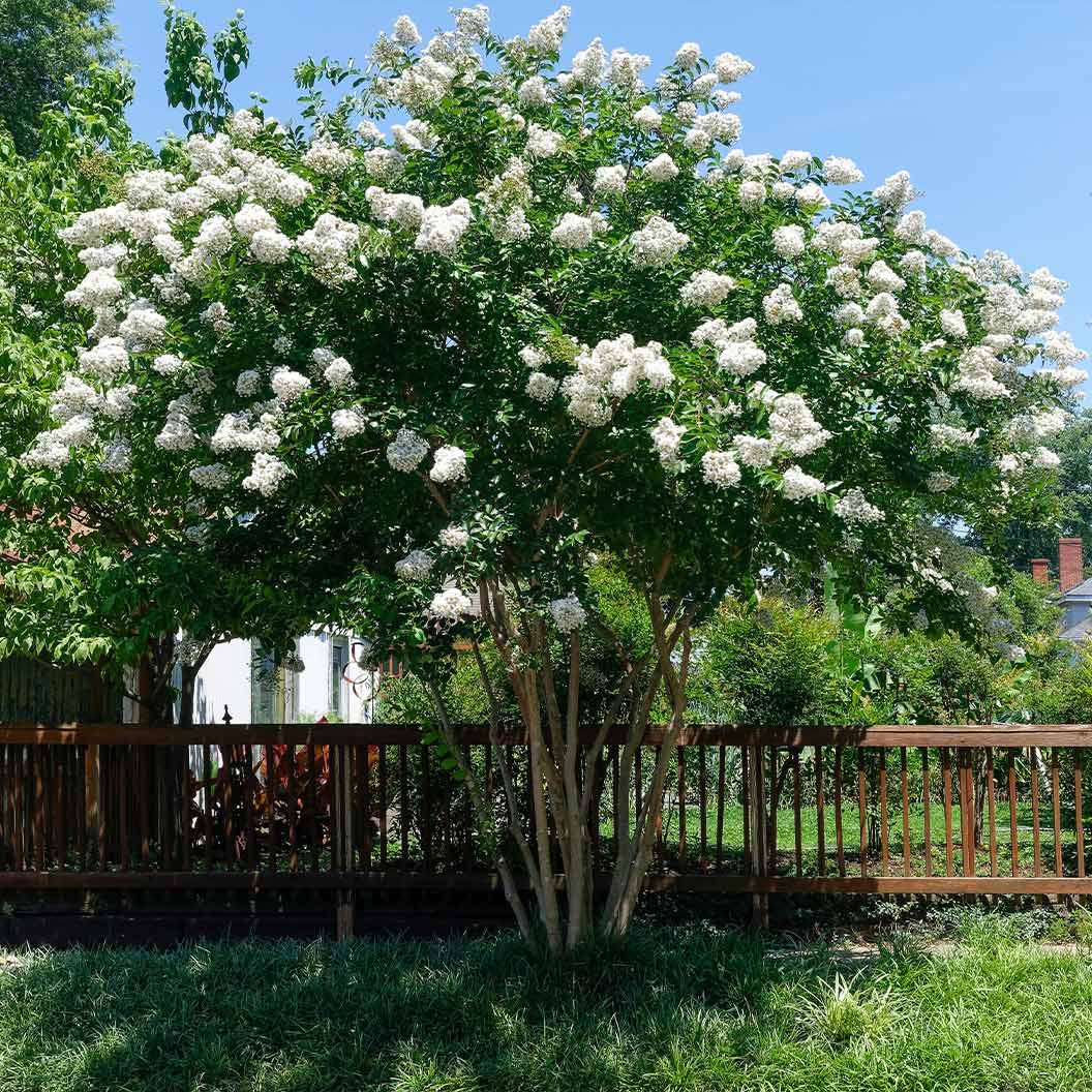 Sarah’s Favorite Crape Myrtle Tree - Image 2