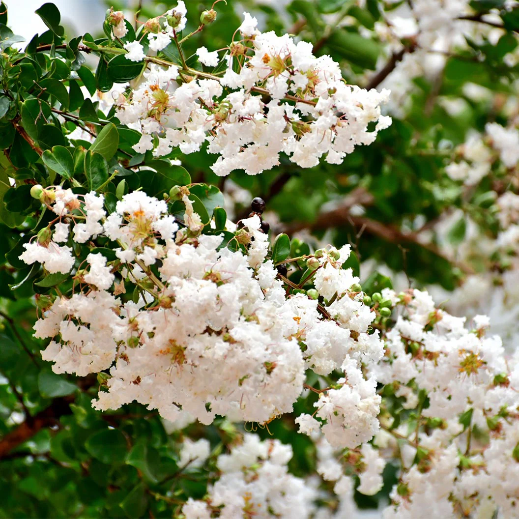 Sarah’s Favorite Crape Myrtle Tree - Image 3