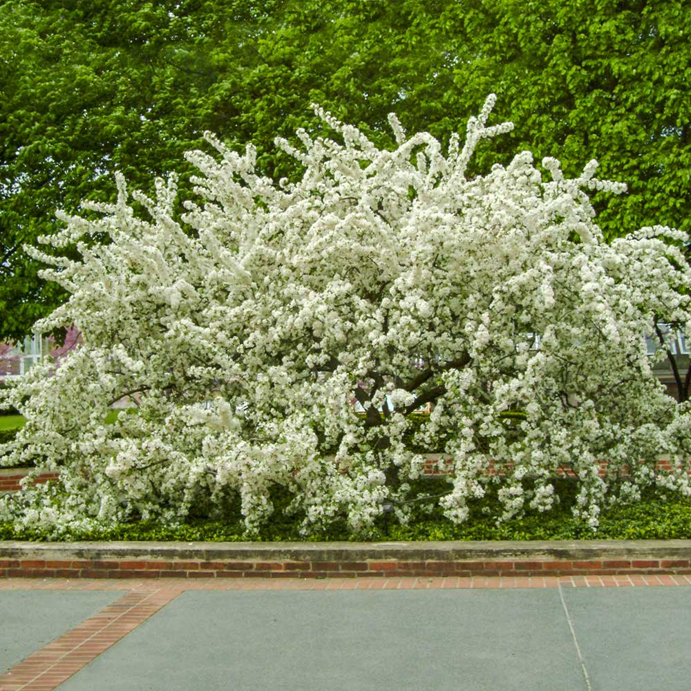 Sargent Crabapple Tree - Image 3
