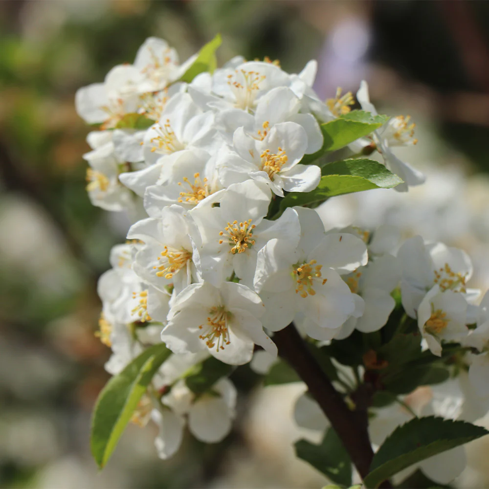 Sargent Crabapple Tree - Image 4