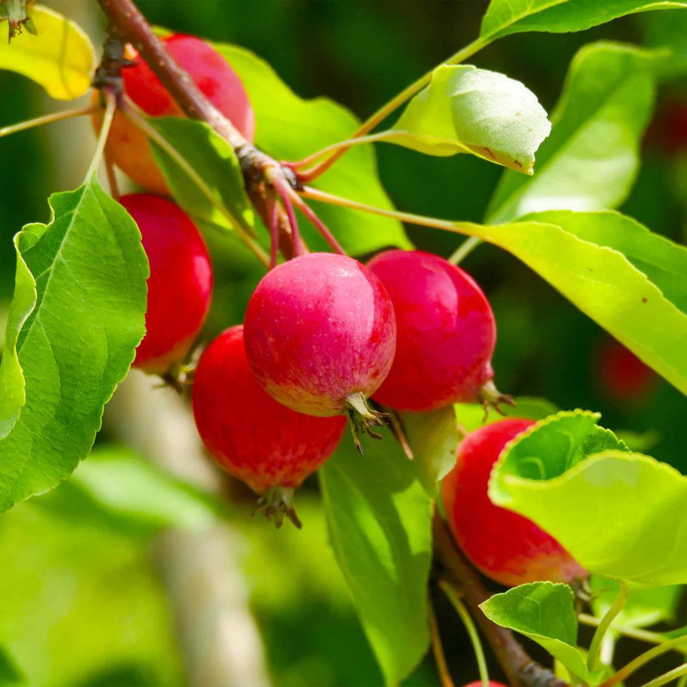 Sargent Crabapple Tree - Image 5