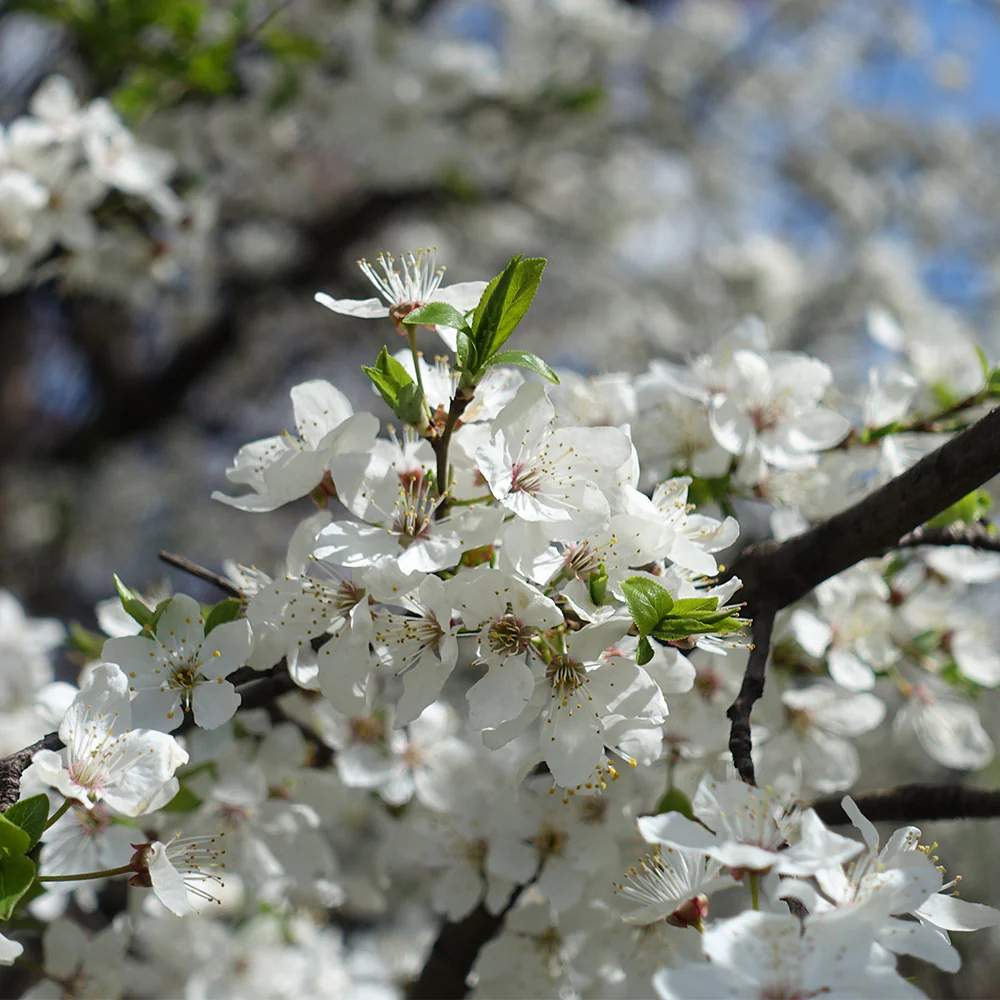 Satsuma Plum Tree - Image 5